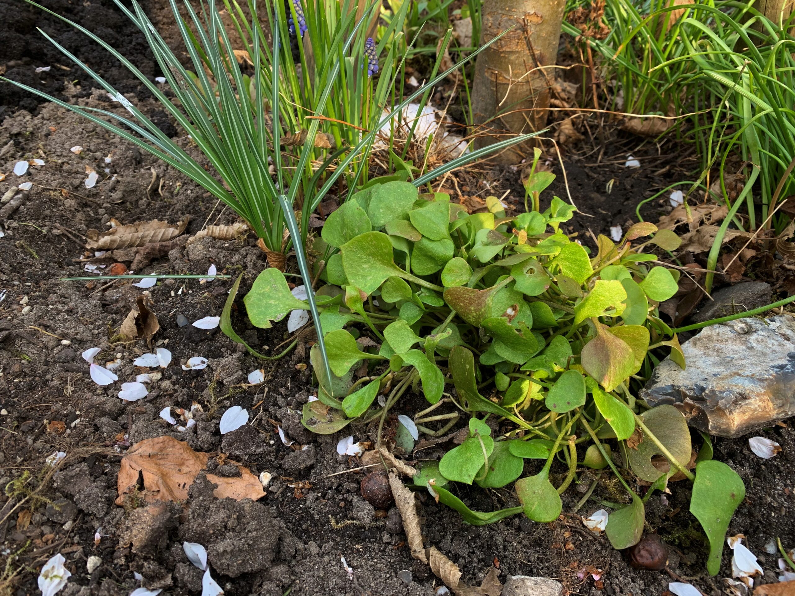 Vortrag Beet und Biene